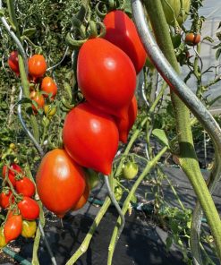 Bio-Saatgut Tomate Italienische Wintertomate