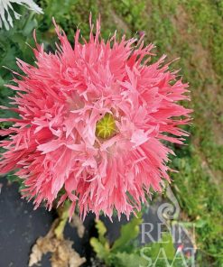 Bio-Saatgut Mohn, fransig