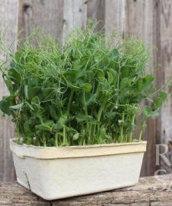 Bio-Saatgut Erbse Pea Shoots Filina