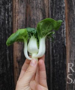 Bio-Saatgut Asiagemüse Tiny Bok Choi