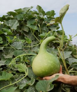 Bio-Saatgut Kürbis Kalebasse