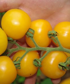 Bio-Saatgut Tomate Clou